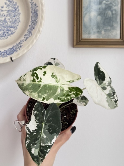 Alocasia micholitziana Frydek Variegata - Img 3