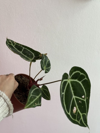 Anthurium Crystallinum - Img 5