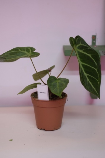 Anthurium C. - Img 2