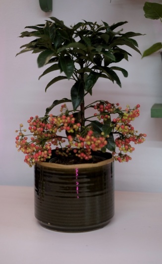 Ardisia Crenata - Img 3