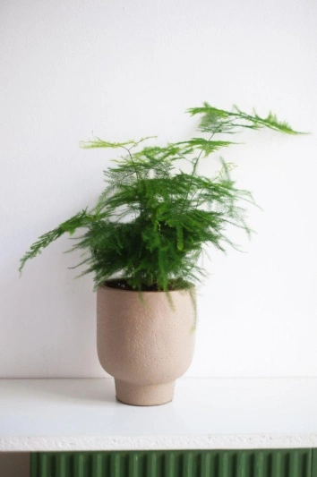 Asparagus Setaceus