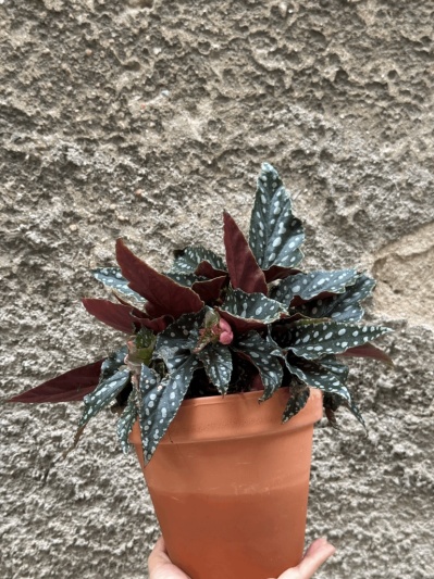 Begonia Maculata - Img 5