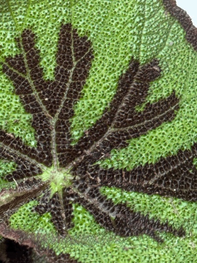 Begonia Masoniana Iron Cross - Img 5