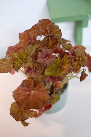 Begonia Rex Amber Love - Img 5