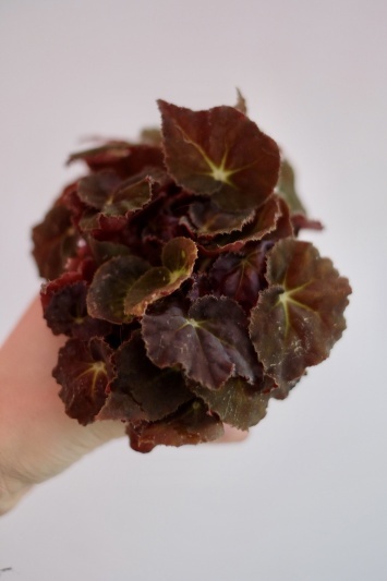 Begonia Rex - Img 2