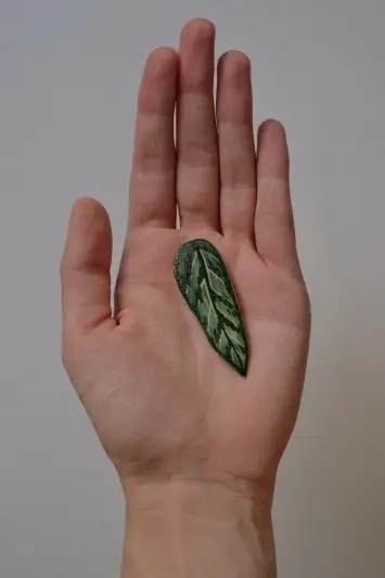 Broșă Aglaonema T.