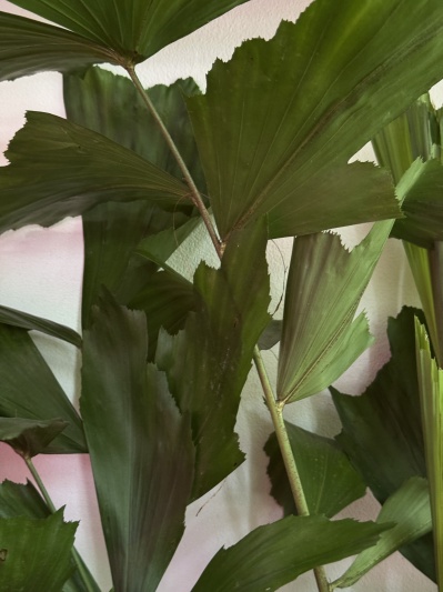 Caryota minis - Img 5