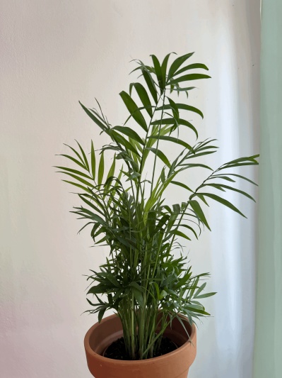 Chamaedorea elegans - Img 3