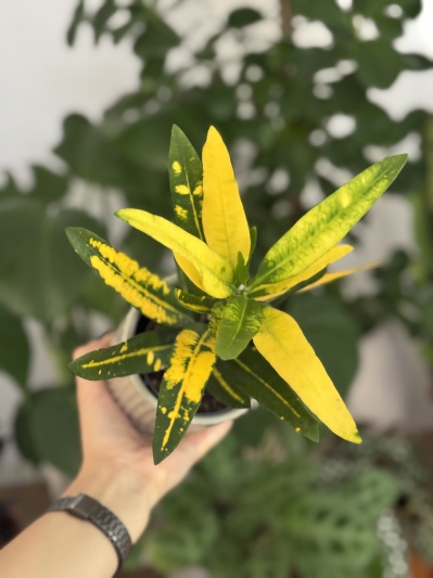 Codiaeum variegatum 'Sunny Star' - Img 1
