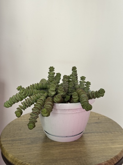 Crassula marnieriana - Img 2