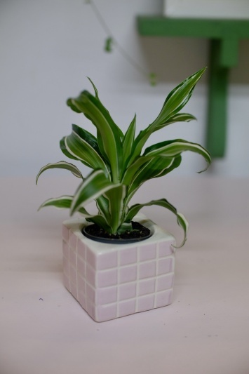 Dracaena Fragrans White Jewel - Img 3