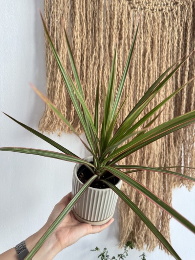 Dracaena Marginata Bicolor - Img 4
