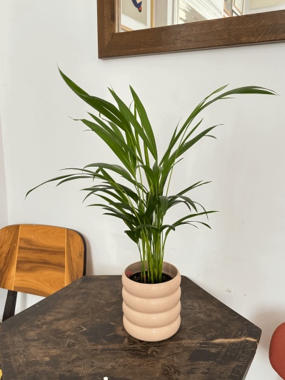 Dypsis Lutescens - Img 3
