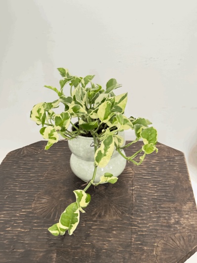 Epipremnum Aureum N'Joy - Img 3