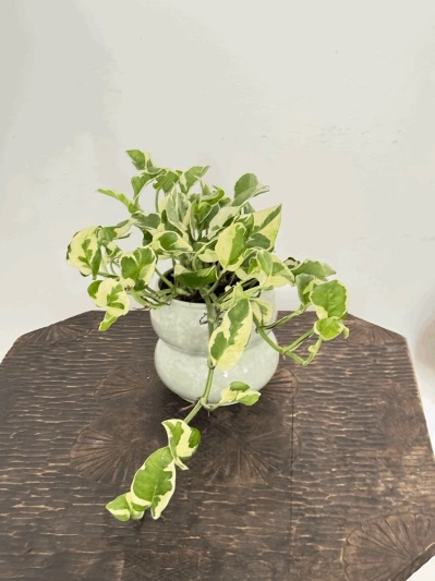 Epipremnum Aureum N'Joy - Img 3