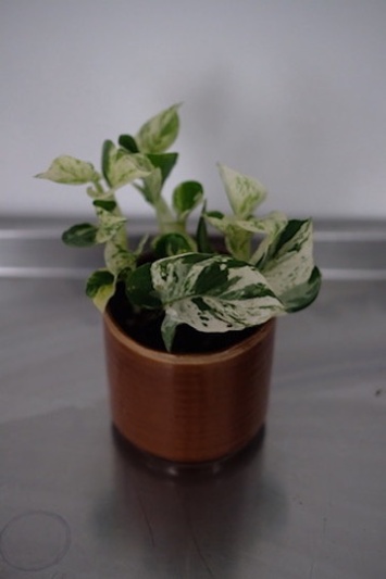 Epipremnum Happy Leaf (Pothos Manjula) - Img 5
