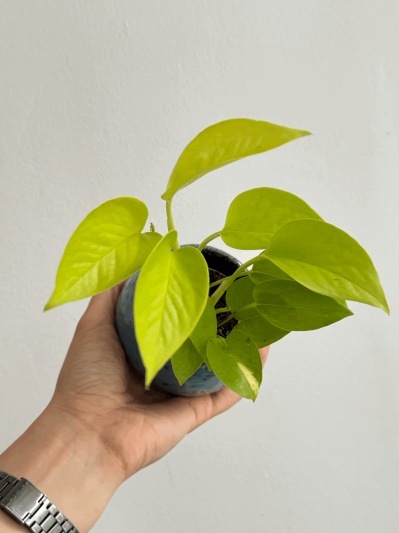 Epipremnum Neon (baby plant) - Img 1