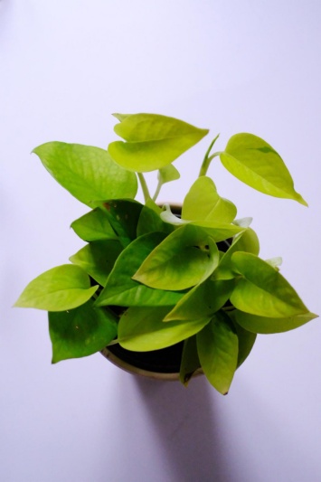 Epipremnum Neon - Img 2