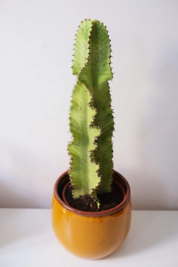 Euphorbia Ingens Marmorata - Img 3