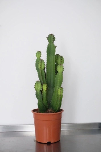 Euphorbia Sieboldiana Erytrea