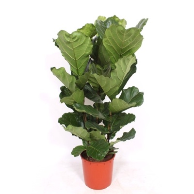 Ficus lyrata - Img 3