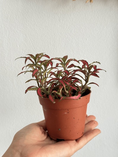Fittonia Pink Forest Flame - Img 2