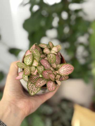 Fittonia Pink Ruby - Img 6