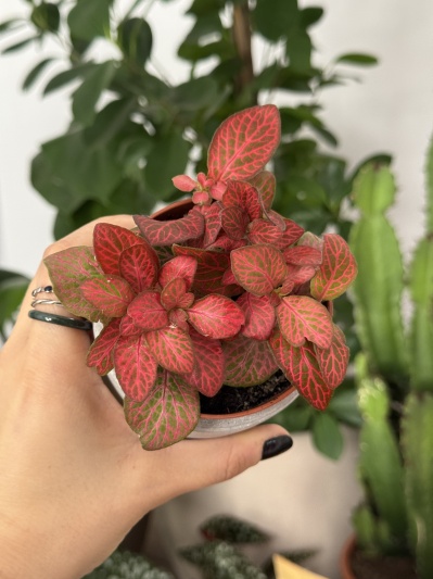 Fittonia Red X - Img 1
