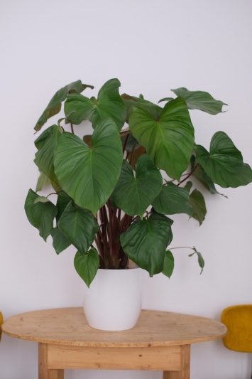 Homalomena Maggy - Img 1