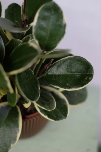 Hoya Australis Blondie - Img 4