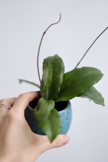 Hoya erythrina - Img 4
