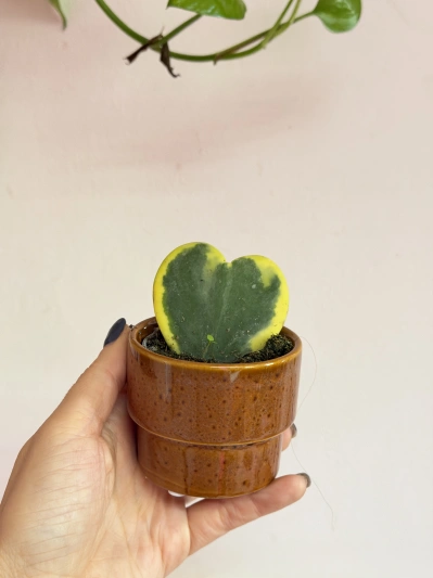 Hoya Kerrii Albomarginata