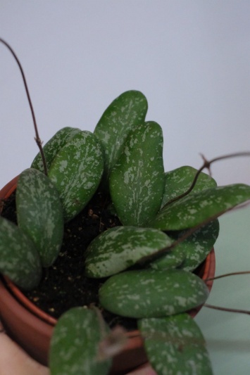 Hoya Sigillatis - Img 4