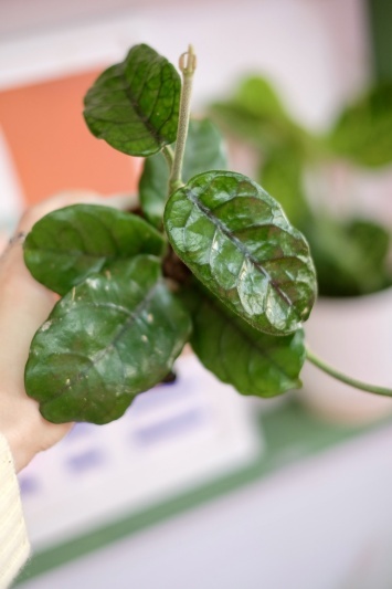 Hoya villosa (globulosa) - Img 2