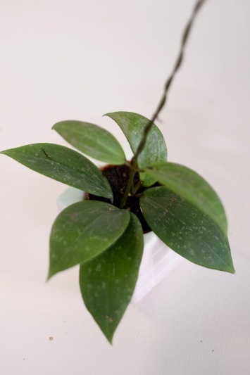 Hoya wibergiae - Img 5