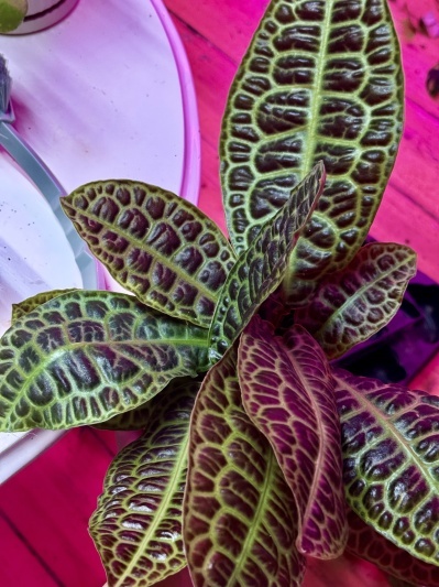 Labisia obtusifolia Kura Kura