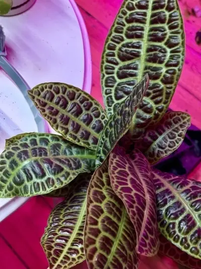 Labisia obtusifolia Kura Kura