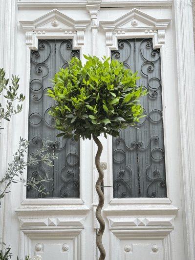 Laurus Nobilis - Img 2