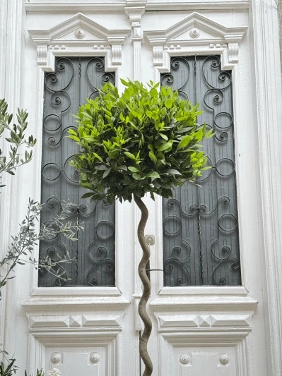 Laurus Nobilis - Img 2