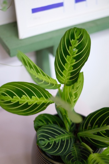 Maranta Lemon Lime - Img 6