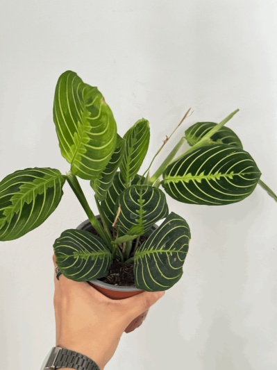 Maranta Lemon Lime - Img 6