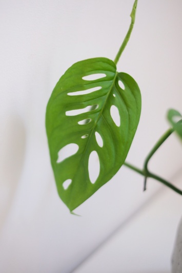 Monstera Adansonii - Img 7