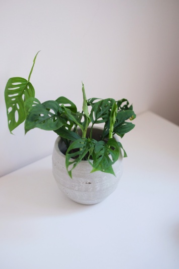 Monstera Adansonii - Img 6