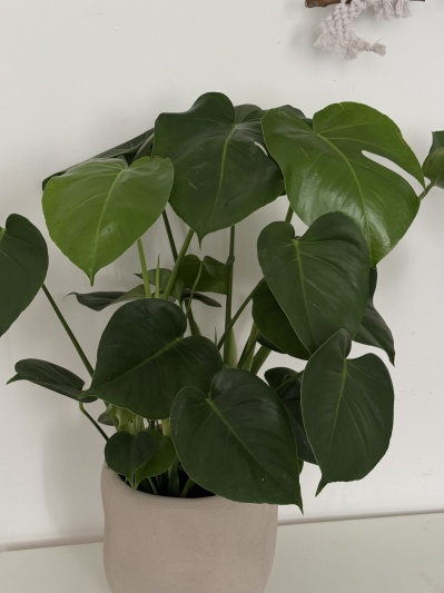 Monstera Deliciosa - Img 2