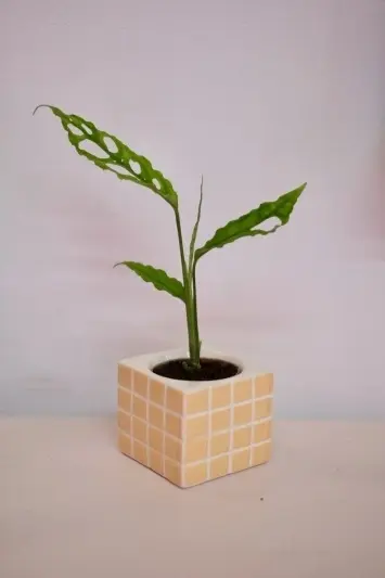 Monstera obliqua Peru