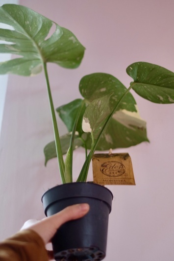 Monstera Thai Constellation - Img 3