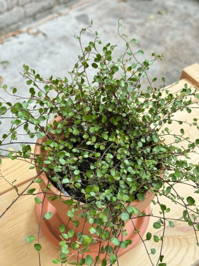 Muehlenbeckia complexa 'Golden Girl' - Img 4