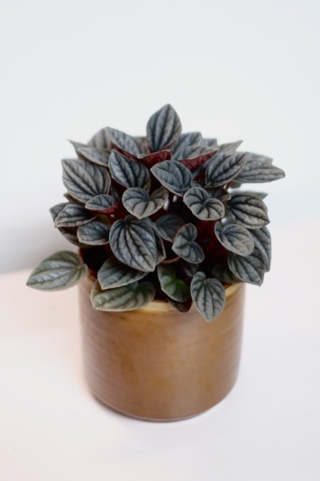 Peperomia Caperata Caracas