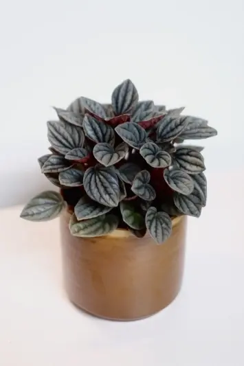 Peperomia Caperata Caracas