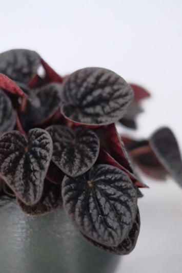 Peperomia Chocolat - Img 3